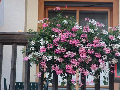 Sommerbilder Bild 11